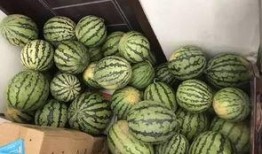 各种爆料吃瓜群,吃瓜群爆料背后的真相与内幕