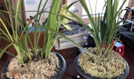 网管吃瓜,揭秘网络世界的幕后故事