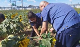 乌海吃瓜,一场别开生面的“吃瓜”盛宴