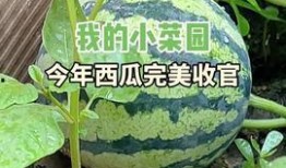 菜园吃瓜小诀窍,轻松掌握小诀窍