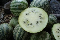 西湖瓜如何切片吃,解锁夏日清新美味新吃法