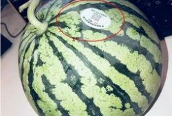 网红广东吃瓜,揭秘美食背后的故事与趣味