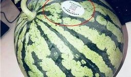 网红广东吃瓜,揭秘美食背后的故事与趣味