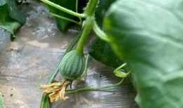 亲近自然吃瓜视频,畅享夏日吃瓜时光