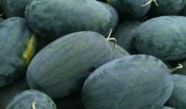 强势吃瓜江十八,强势吃瓜，揭秘娱乐圈幕后风云