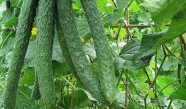 每日吃瓜51吃瓜老师张,揭秘“每日吃瓜51”吃瓜老师张生的瓜界传奇