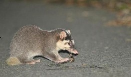 到处吃瓜猹,揭秘娱乐圈的幕后故事