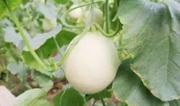 井陉最新吃瓜事件,揭秘背后真相与网络热议