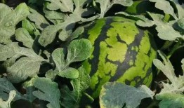 寿光市东城吃瓜,瓜果飘香，品味田园生活新篇章