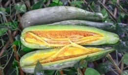 内蒙网红dy吃瓜,揭秘草原上的网络风云