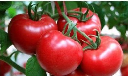 小胖子吃瓜长肉,揭秘瓜果热量与体重管理之谜