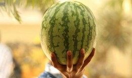 什么瓜可以接着吃,下一个“瓜”等你来吃