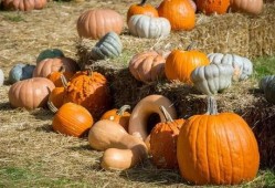 襄阳一家吃瓜,揭秘当地特色美食背后的故事