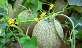 吃瓜系统夏齐念