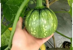 福建精神小妹吃瓜,揭秘吃瓜界的“福建力量”