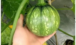 福建精神小妹吃瓜,揭秘吃瓜界的“福建力量”