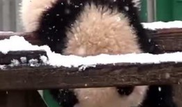 小熊吃瓜853,一场甜蜜的瓜果盛宴