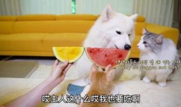 吃瓜大白145,一场网络热点的背后故事