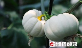 潍坊吃瓜事件过程,一场网络热议背后的真相与反思