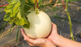 夏吃瓜哪个瓜是热性,揭秘夏吃瓜的养生之道