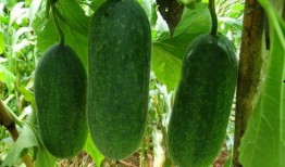 不种瓜得吃瓜,不种瓜也能吃瓜的智慧