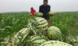 中国吃瓜群众视频,短视频中的社会现象与网络文化