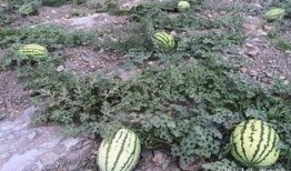 石头瓜种多久可以吃,石头瓜种植周期与收获时间揭秘