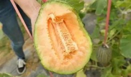 吃3斤哈密瓜,3斤哈密瓜的甜蜜滋味之旅