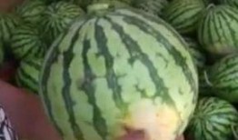 吃货吃不同的瓜,吃货们的瓜味人生