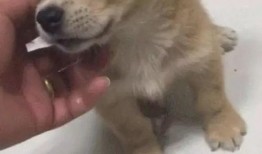 土狗夏日吃瓜展,吃瓜展带你领略夏日风情