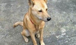 土狗夏日吃瓜展,吃瓜展带你领略夏日风情