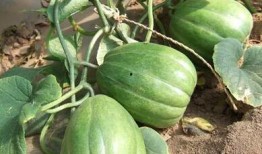 香瓜猫吃瓜视频,趣味横生的瓜界探险记