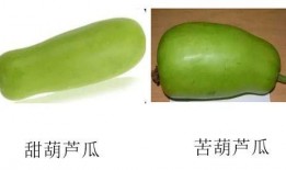 牛吃不吃葫芦瓜,揭秘葫芦瓜在牛饲料中的地位